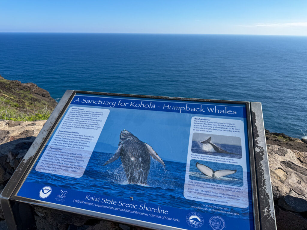 Humpback whale sanctuary information sign at Makapuʻu lookout on Oahu, Hawaii