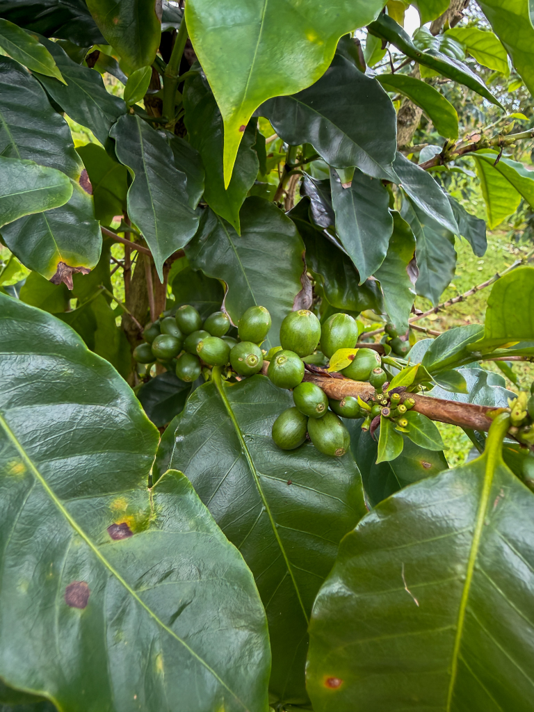 close up of green coffee cherries growing on the tree at Green World Coffee Farm Oahu