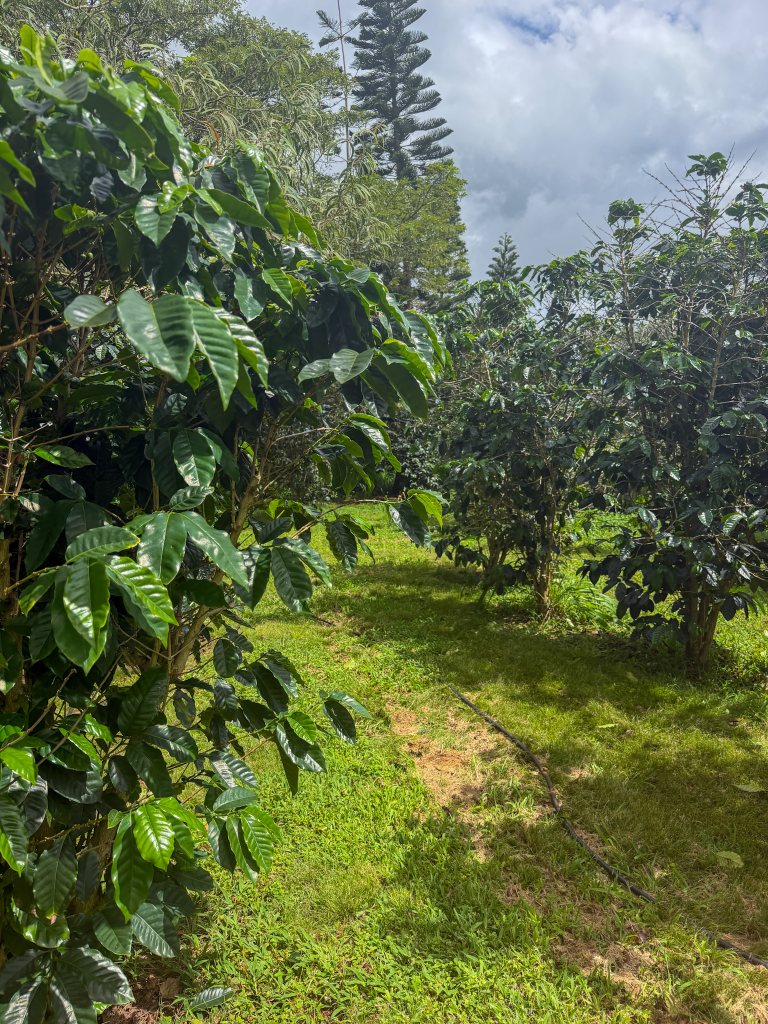 coffee trees along the free walking tour at Green World Coffee Farm in Oahu