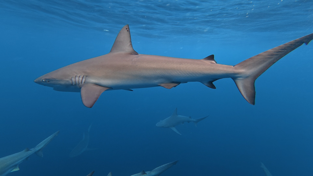Close-up underwater shark photo from a shark snorkeling experience in Oahu