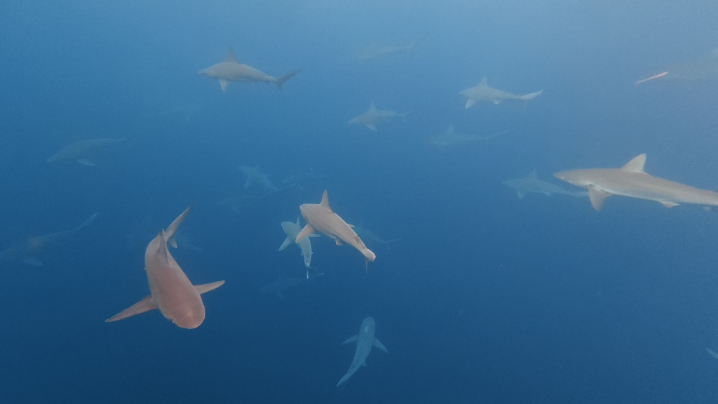 Multiple sharks swimming in deep blue water during a shark snorkeling tour off Oahu’s North Shore