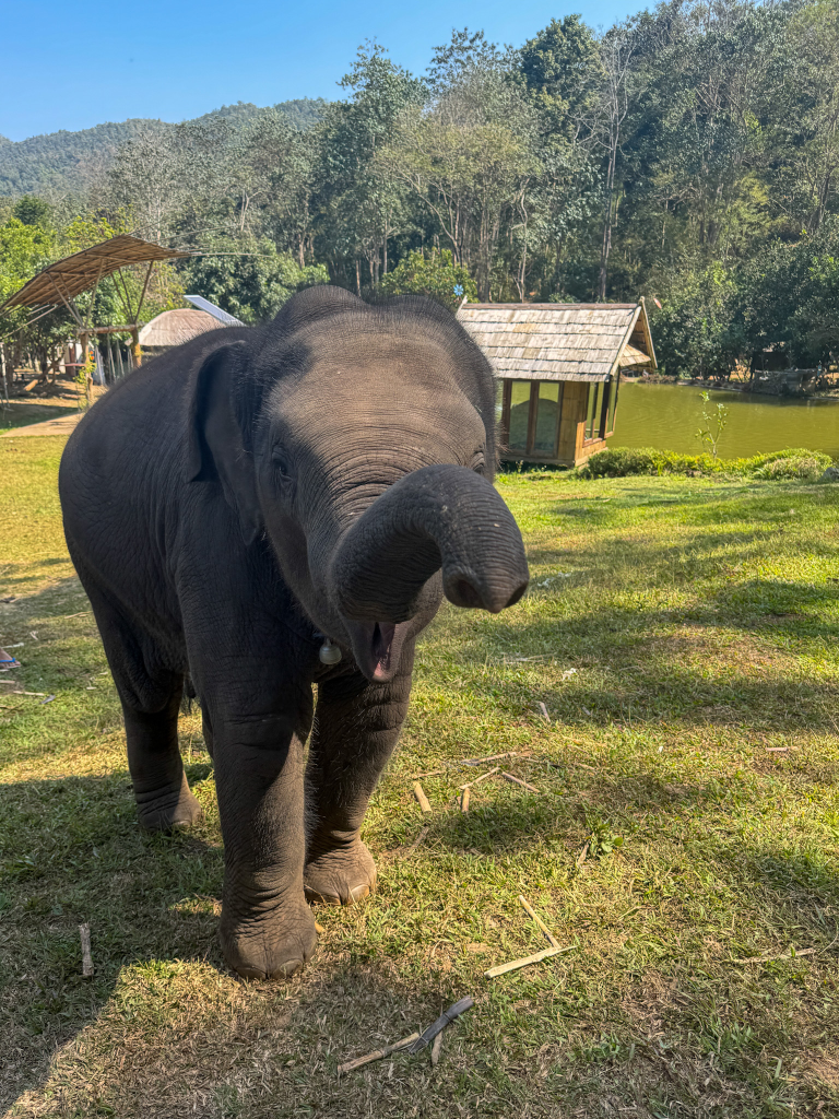 Baby elephant at Chiang Mai Elephant Friends in Thailand