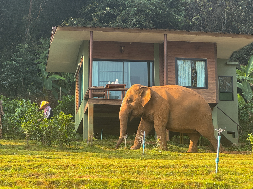 Elephant walking outside our room at Chiang Mai Elephant Friends in Thailand