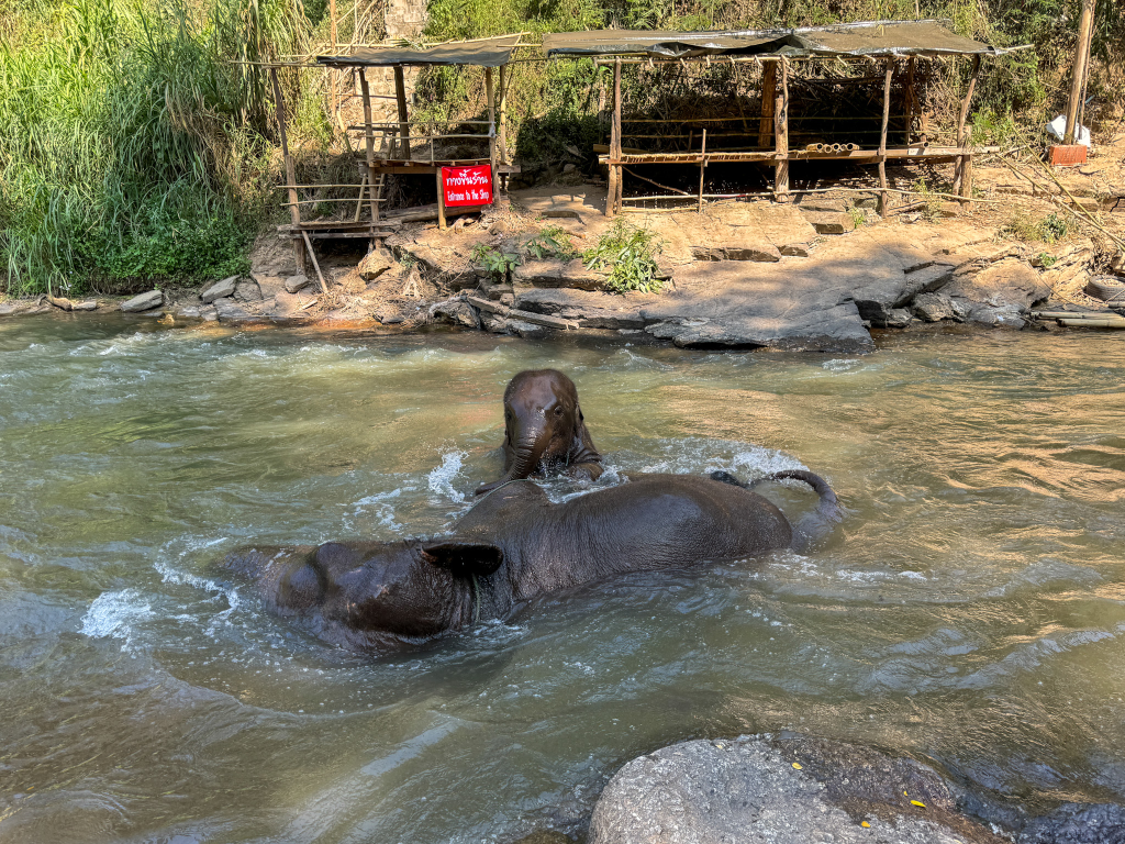 Elephants bathing and playing in the river at Chiang Mai Elephant Friends