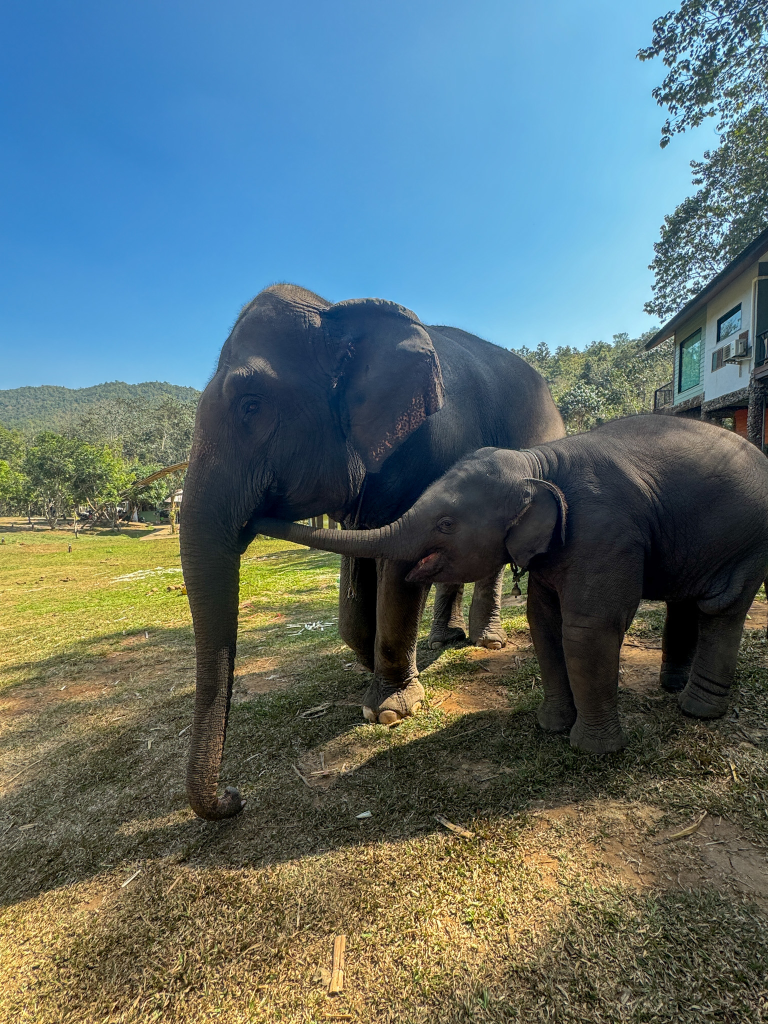 Baby elephant standing beside an adult elephant at Chiang Mai Elephant Friends